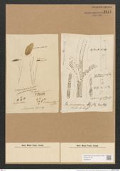 Schizonema tenne Ag. (de-Toni-Nr.: Genus 20, Species 1205) Zeichnungen Sammlung Grunow Nr. 2311 (NHMW-BOT-W0369434)